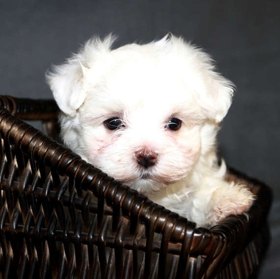 puppyspot maltese