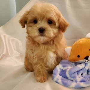 orange maltipoo