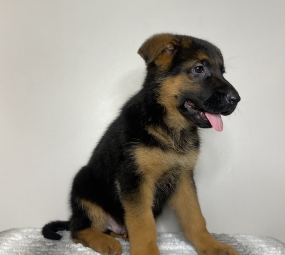 Mark A Black Tan Male German Shepherd Dog Puppy 633362 Puppyspot
