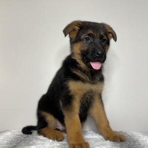 29++ German shepherd puppies des moines iowa