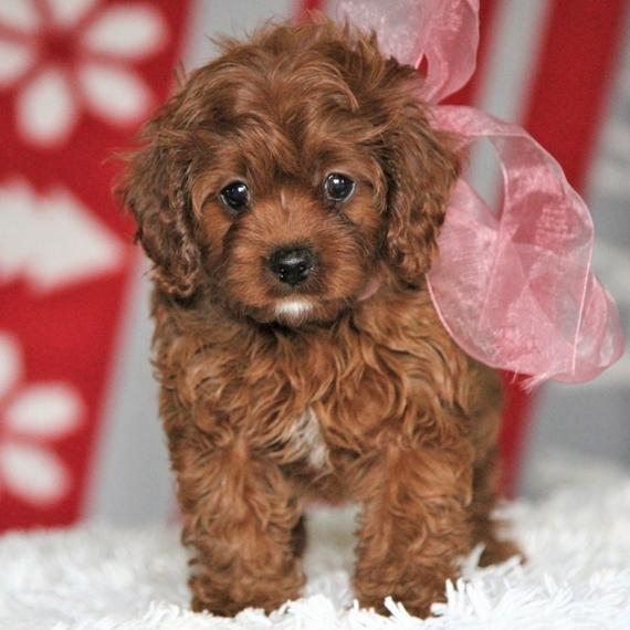 heidi's cavapoo puppies