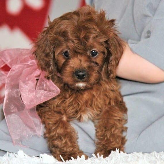 heidi's cavapoo puppies