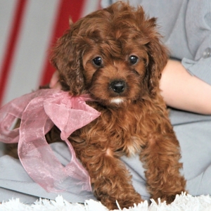 heidi's cavapoo puppies