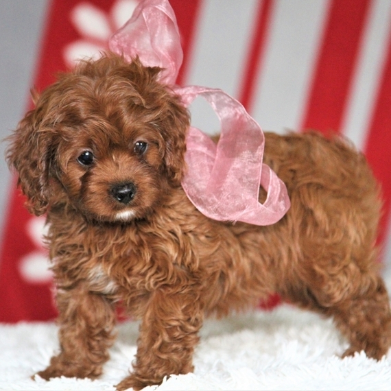 heidi's cavapoo puppies