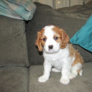 king george cavalier puppies
