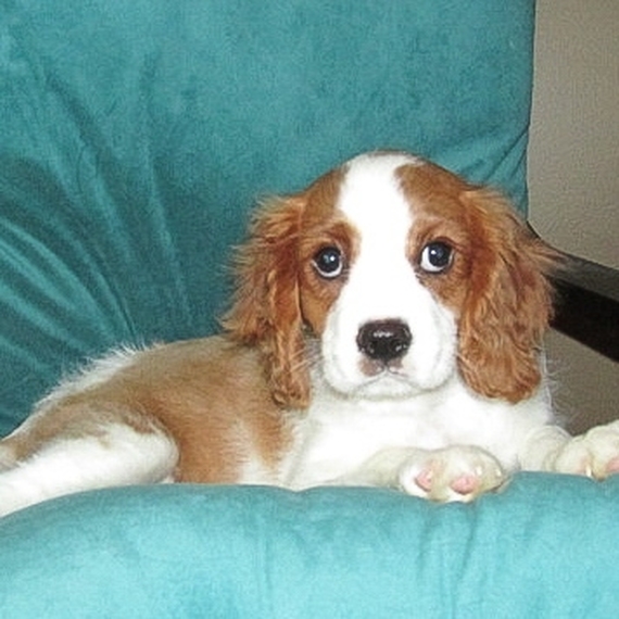 Cavalier King Charles Spaniel Puppy 634622 PuppySpot