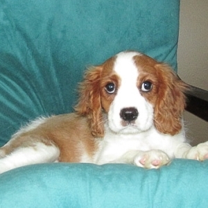 king george cavalier puppies