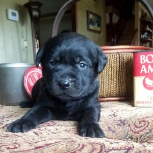calm labrador retrievers