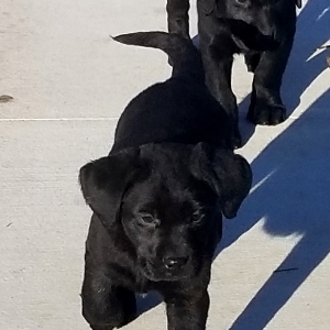 calm labrador retrievers