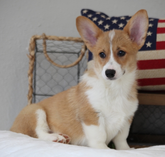 baby corgi for sale