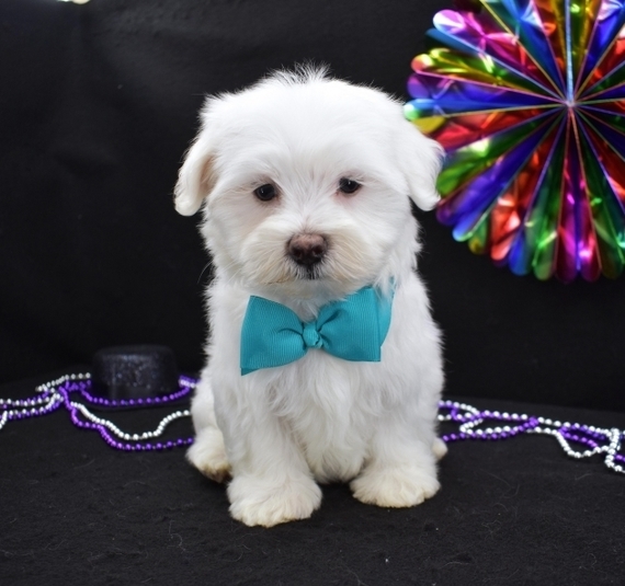 puppyspot maltese
