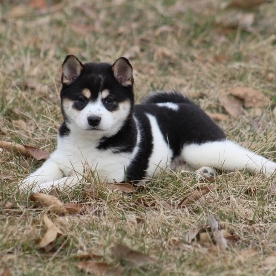 irish wolfhound puppy near me