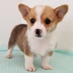 Daffy A Red Female Pembroke Welsh Corgi Puppy 635682 Puppyspot