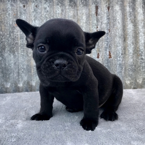 Kip A Black Male French Bulldog Puppy 636442 Puppyspot