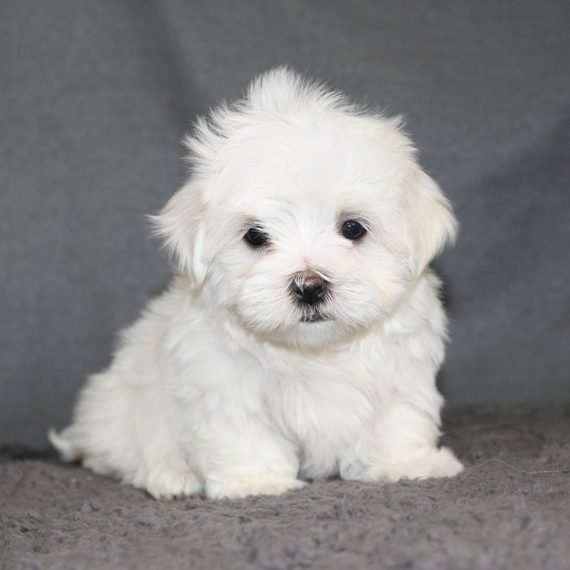 puppyspot maltese