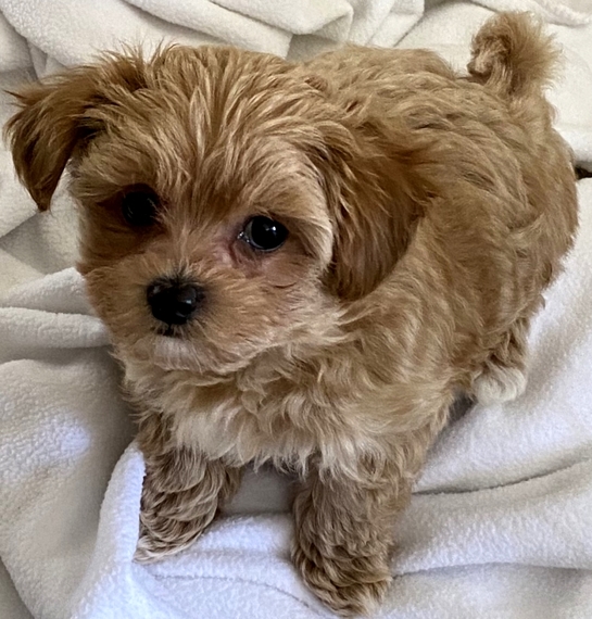 maltipoo akc