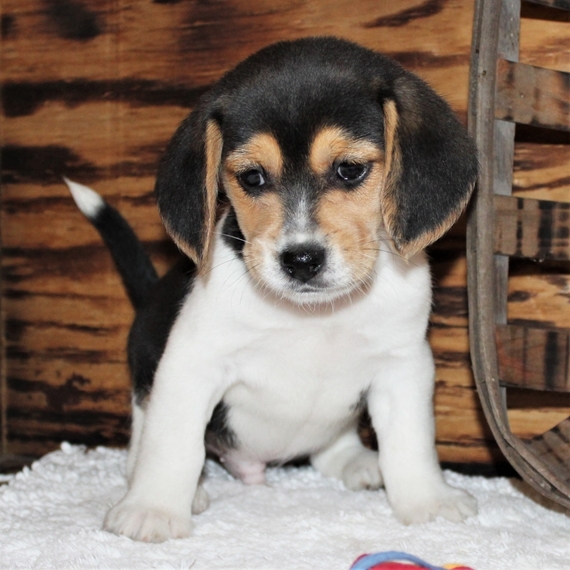 Tyler A Black Tan White Male Beagle Puppy 637542 Puppyspot