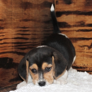 Tyler A Black Tan White Male Beagle Puppy 637542 Puppyspot