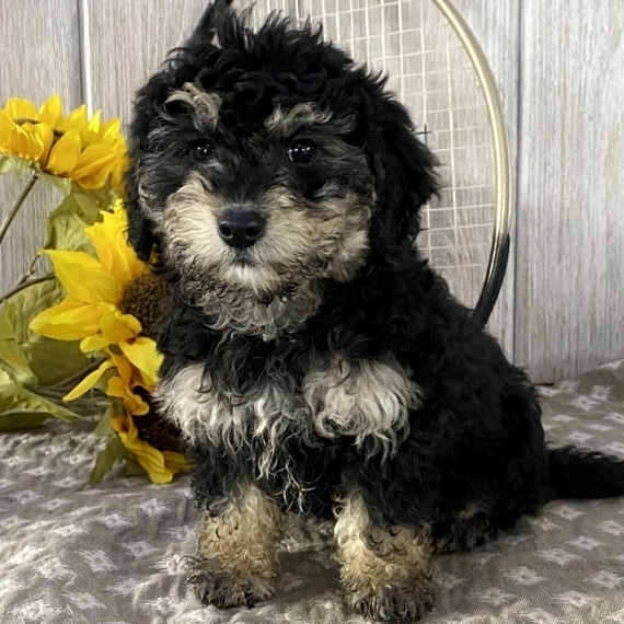 baby bernedoodle