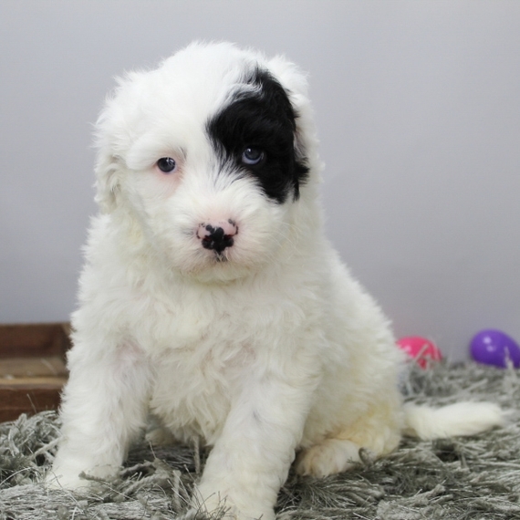 baby portuguese water dog