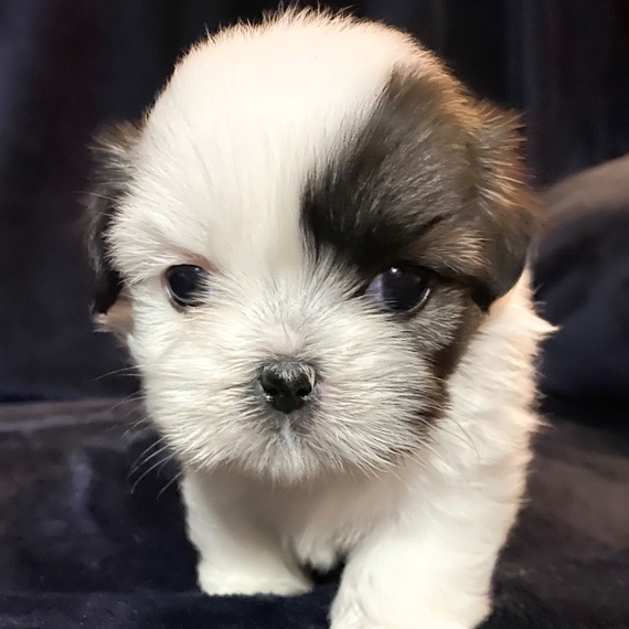 Gigi Shih Tzu Puppy 638662 Puppyspot