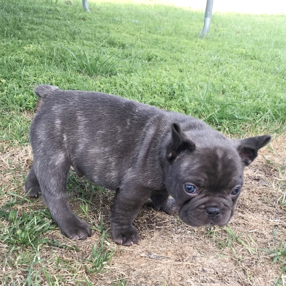 little bulldog puppies