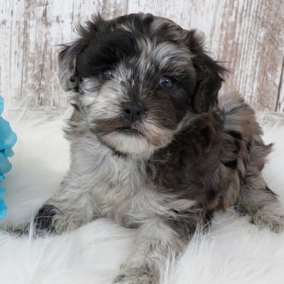 blue merle maltipoo