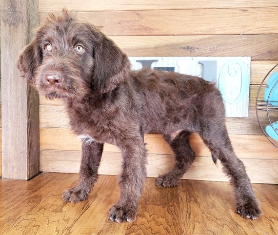 wire haired labradoodle