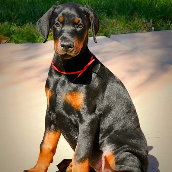 doberman pinscher