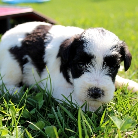 monica's miniature schnauzers