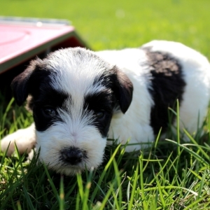 monica's miniature schnauzers