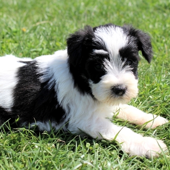 monica's miniature schnauzers