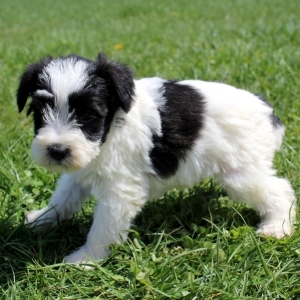 monica's miniature schnauzers