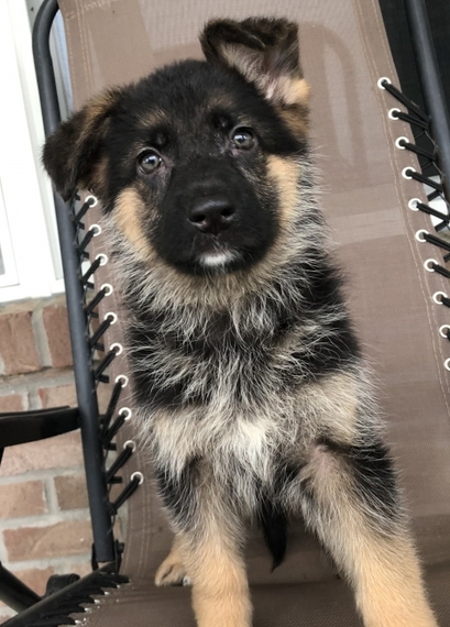 Star A Black Tan Female German Shepherd Dog Puppy 642602 Puppyspot