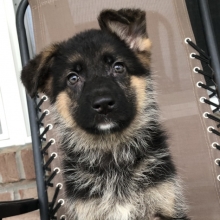 Star A Black Tan Female German Shepherd Dog Puppy 642602 Puppyspot