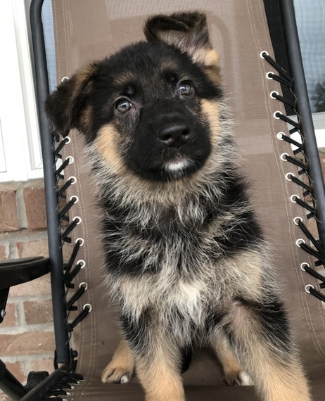 Star A Black Tan Female German Shepherd Dog Puppy 642602 Puppyspot