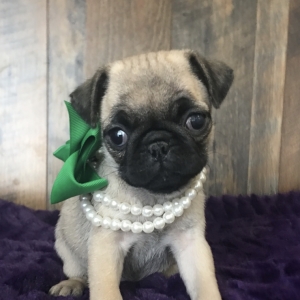 female pug
