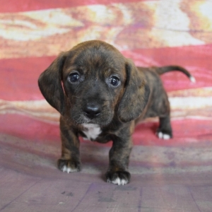brindle dachshund puppy