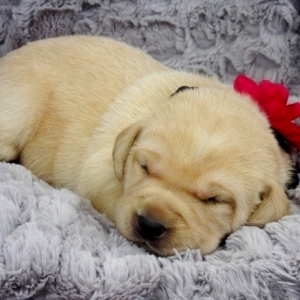 loving labrador retriever