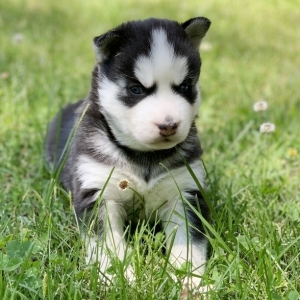 puppyspot husky