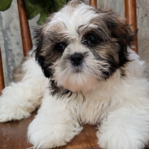 boy shih tzu for sale