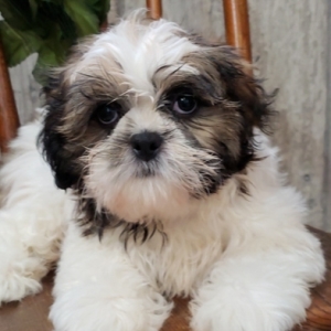 puppyspot shih tzu