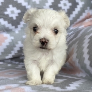 Piper Maltese Puppy 647122 Puppyspot
