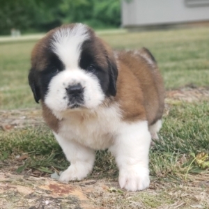 6 week old st bernard puppies
