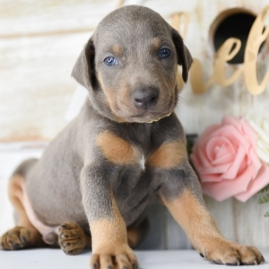 preloved miniature pinscher