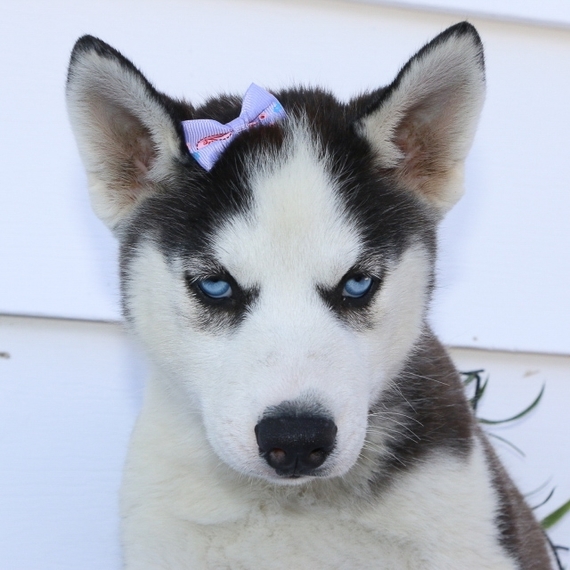 Patsy Siberian Husky Puppy 650542 PuppySpot