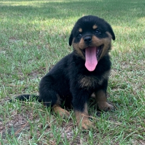 puppyspot rottweiler