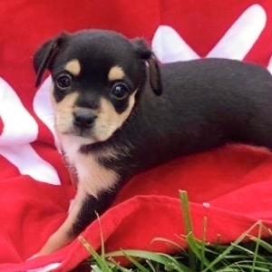 rat terrier for sale in arkansas