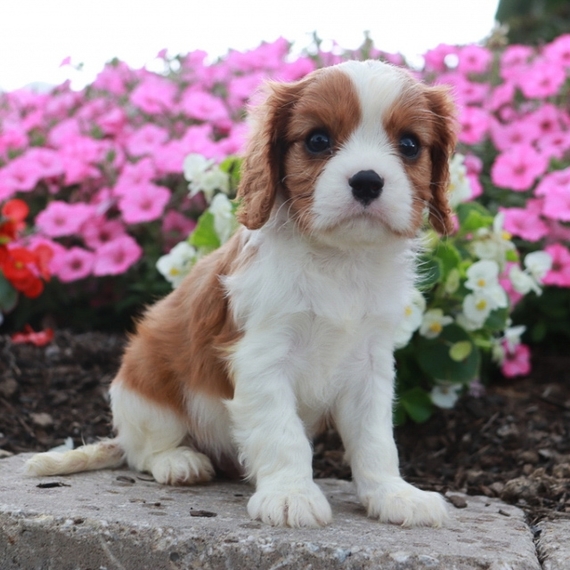Rusty Cavalier King Charles Spaniel Puppy 653002 | PuppySpot