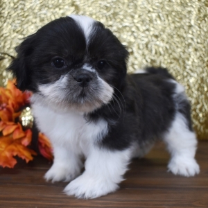 puppyspot shih tzu